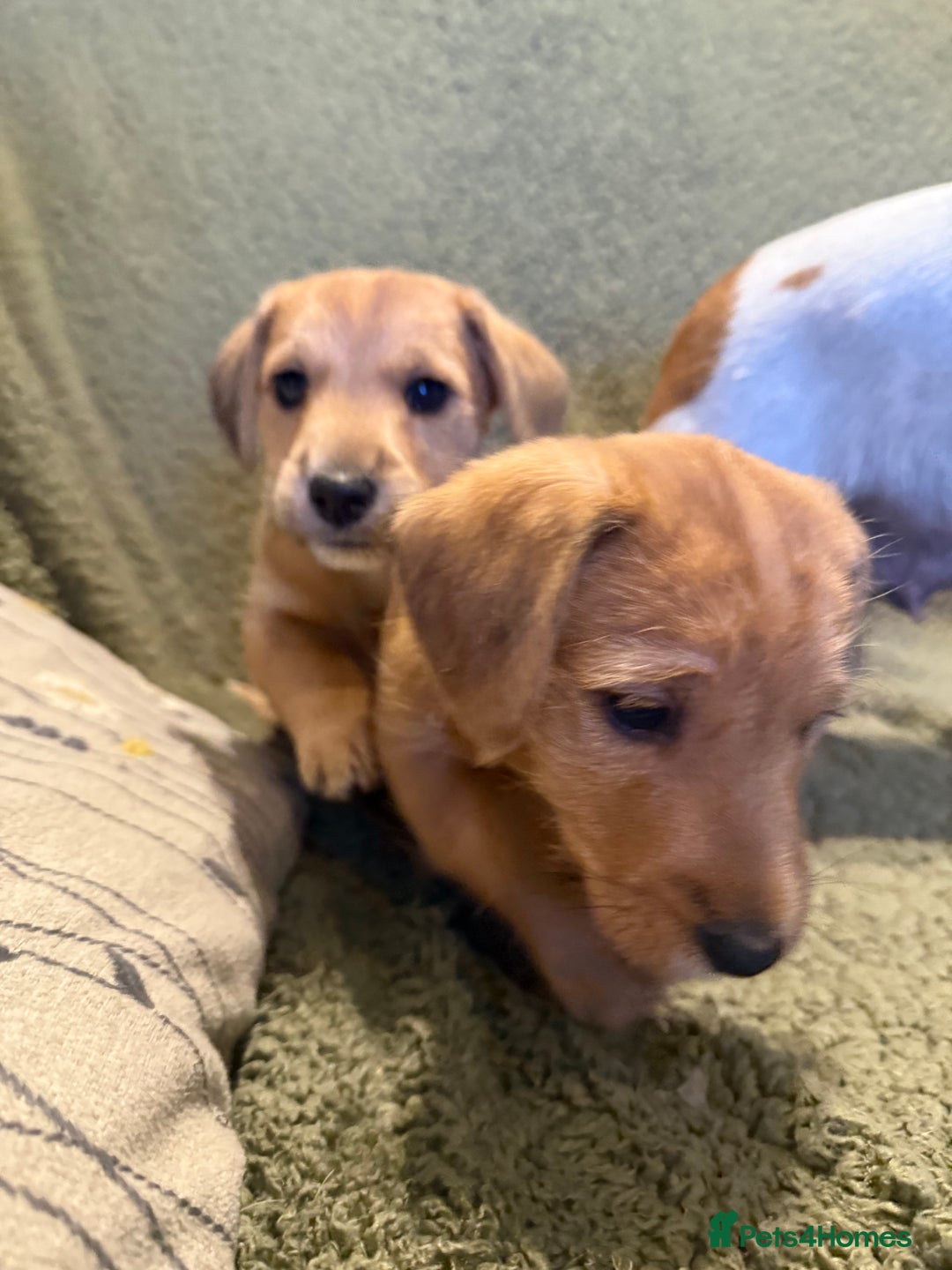 Mixed Breed dogs for sale: Jack Russell X Lakeland Terrier Puppies - Advert 7