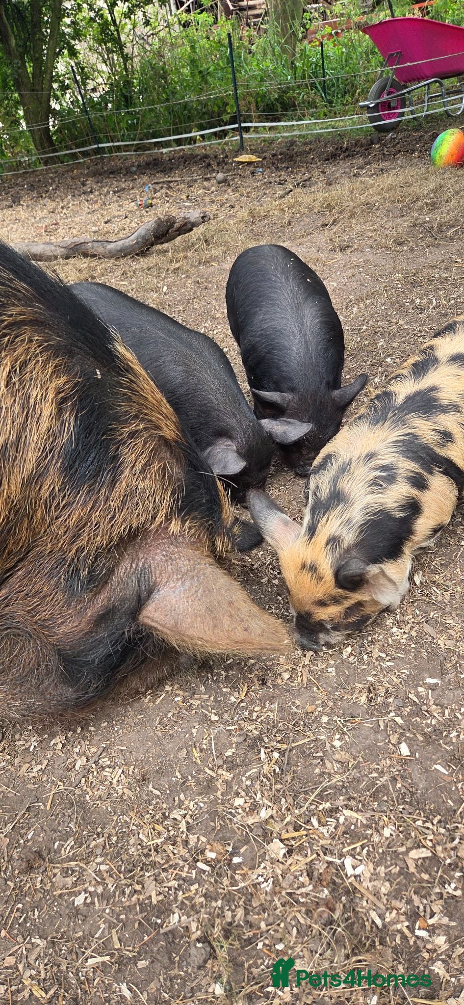 Pig livestock Stunning kune kune pet friendly mixed m/f piglets - Advert 2