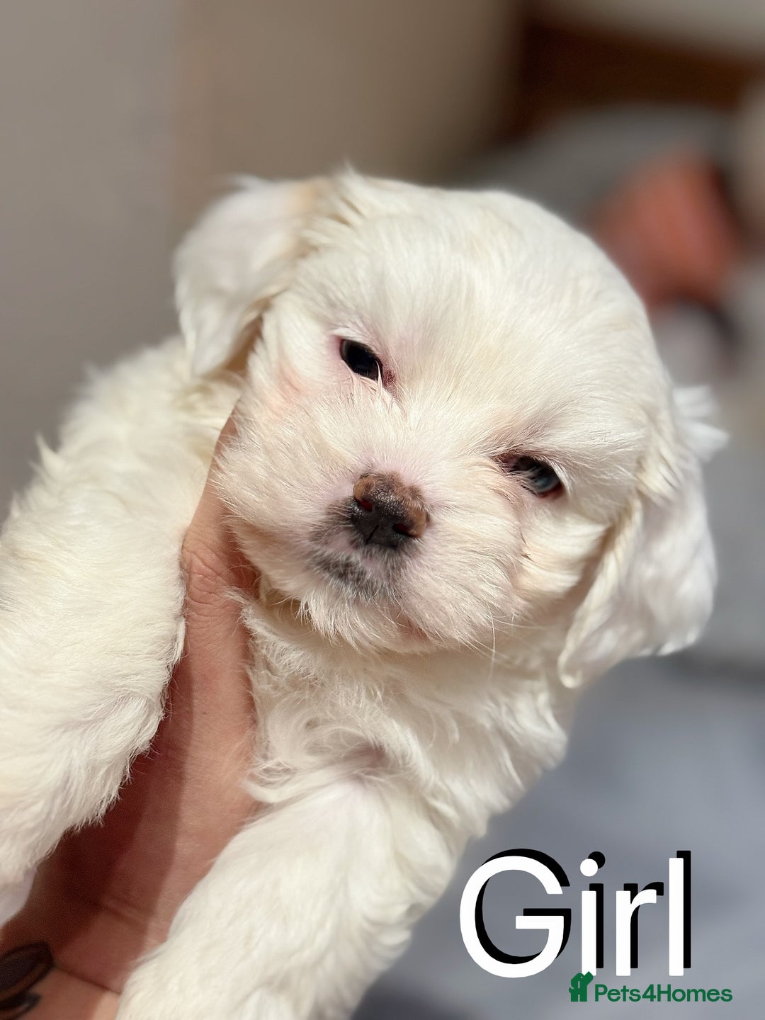 Maltese dogs for sale: Maltese puppies  - Advert 5