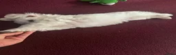 Bichon Frise dogs for sale: Beautiful Bichon boy ready for his forever home.  - Advert 8
