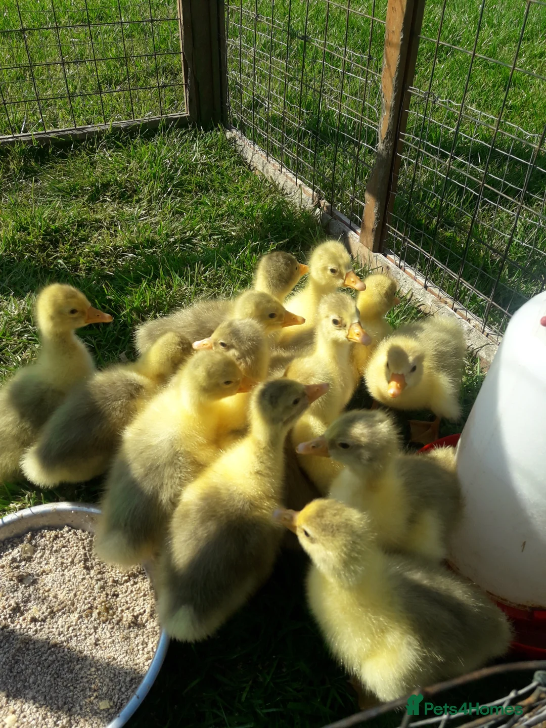 Mixed Breed livestock for sale: Embden white large stain goslings in Norwich - Advert 1