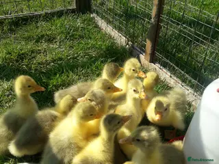 Mixed Breed livestock Embden white large stain goslings - Advert 11