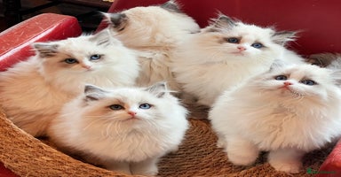 Ragdoll cats - Advert 8