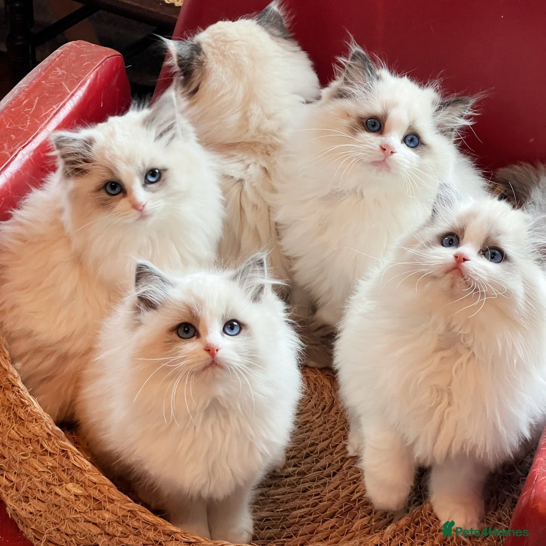 Ragdoll cats for sale: TICA Reg. Championship bloodline Ragdoll Kittens - Image 2