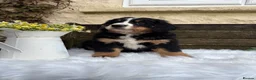 Bernese Mountain Dog dogs for sale: 🐾 Beautiful KC Bernese Mountain Dog Puppies 🐾  - Advert 11