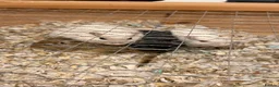 Gerbil rodents for sale: 4x Friendly Gerbils with huge cage full set up  - Advert 6