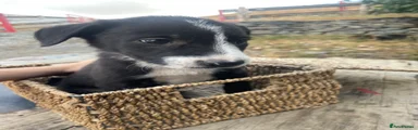 Mixed Breed 3 - Sam