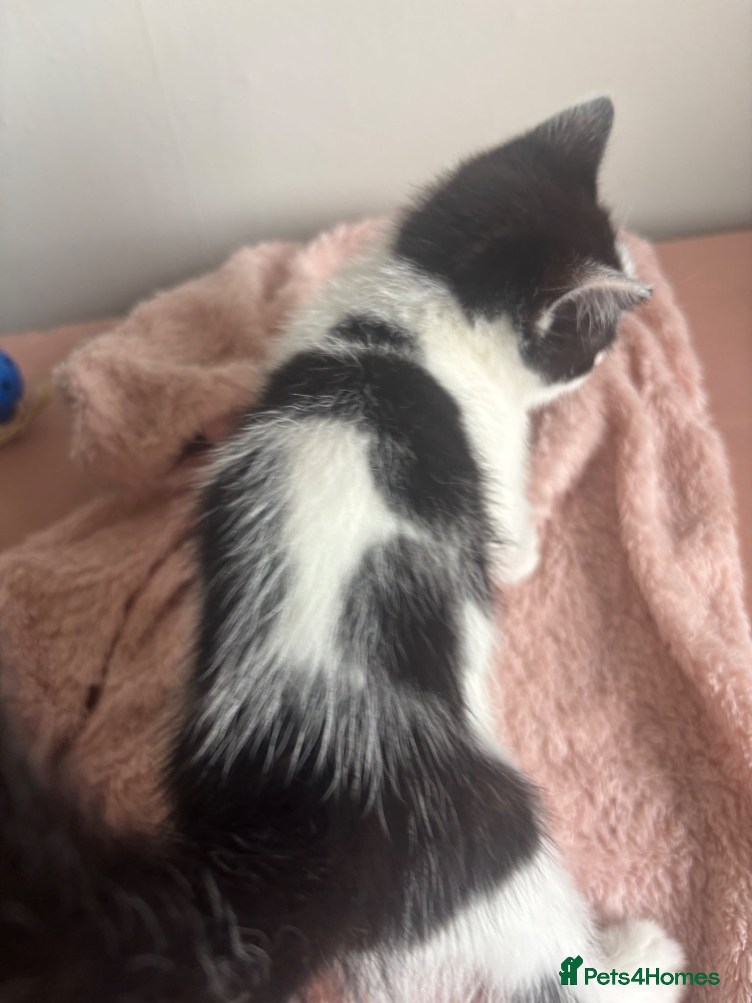 Domestic Shorthair cats for sale: 3 adorable kittens looking for a new home in Peterborough - Advert 4