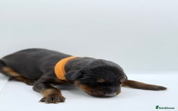 Dobermann dogs for sale: 🐾 Black Females available / Kc Puppies🐾 - Image 12