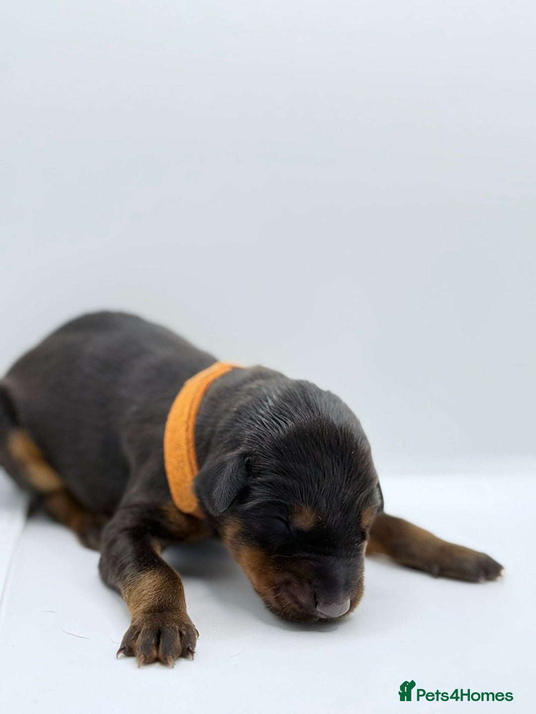 Dobermann dogs for sale: 🐾 Black Females available / Kc Puppies🐾 - Image 12