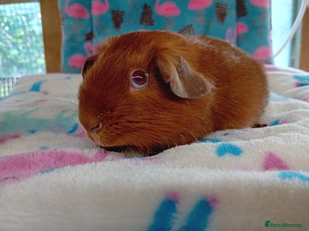 Guinea Pig rodents for sale: Baby Boars Different Breeds Available  - Image 3
