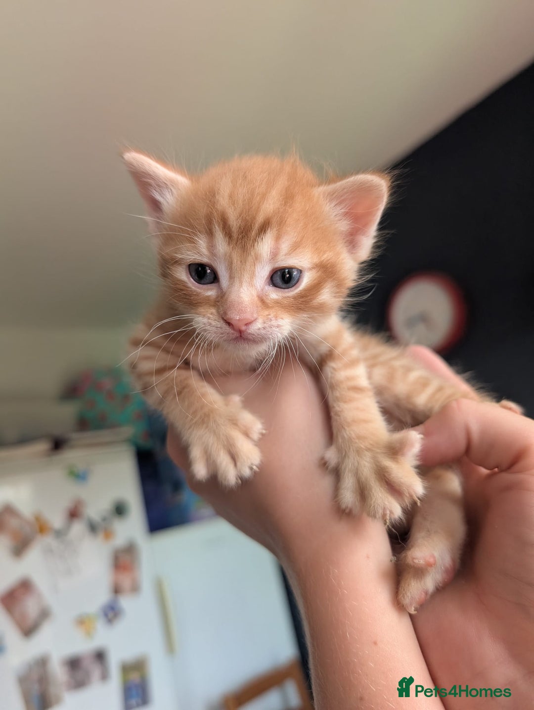 Mixed Breed cats for sale: Beautiful Kittens Available ✨️ in ELY - Image 15