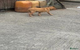Labrador Retriever dogs for sale: Labrador puppies  - Image 6