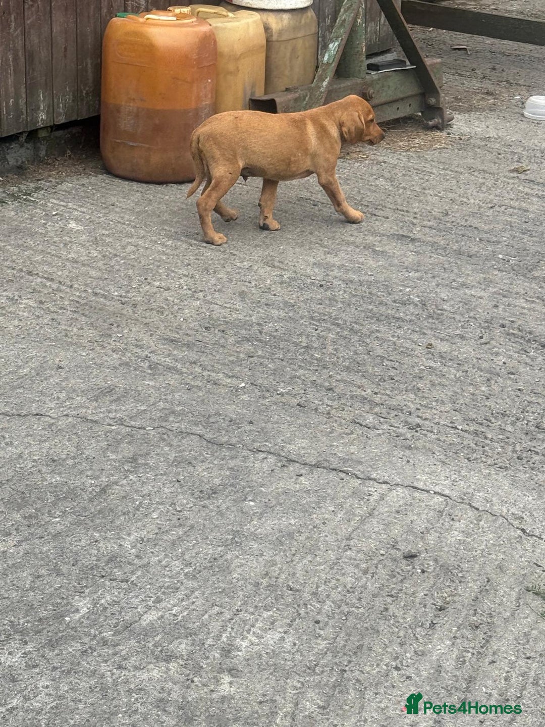 Labrador Retriever dogs for sale: Labrador puppies  - Image 6
