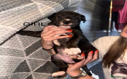 Mixed Breed dogs for sale: American bulldog X staffy 🏡 - Image 25