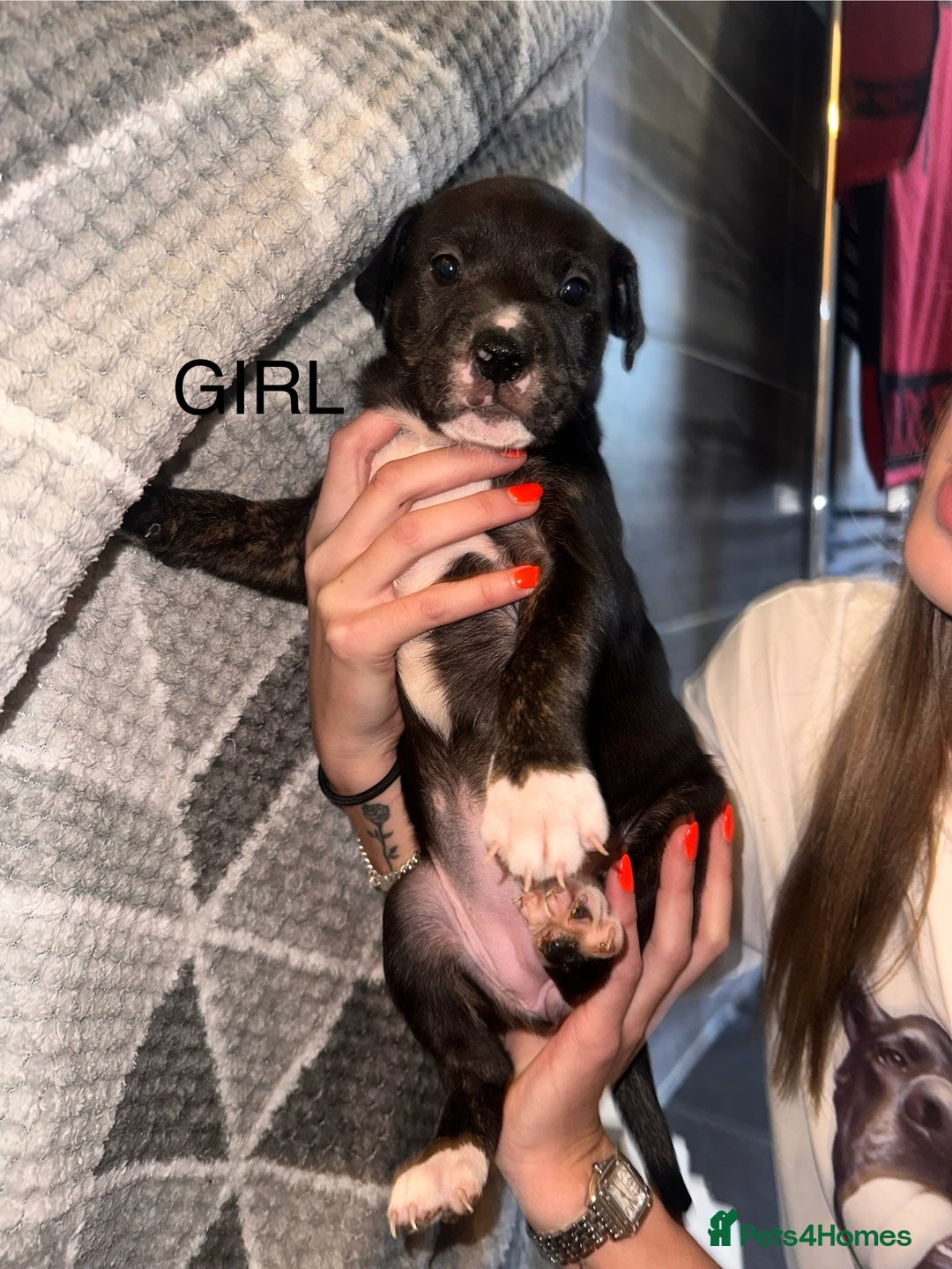 Mixed Breed dogs for sale: American bulldog X staffy 🏡 - Image 25