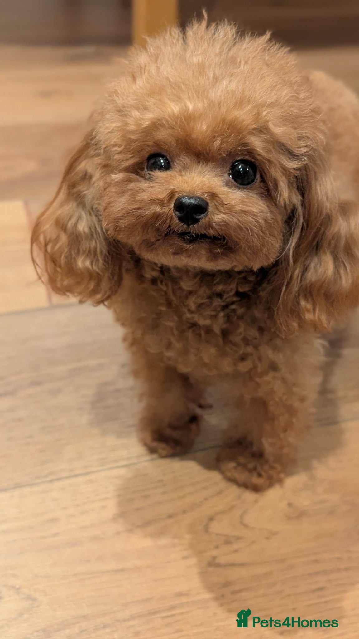 Toy Poodle dogs Sweet Asian teacup Poole looking for home  - Advert 1