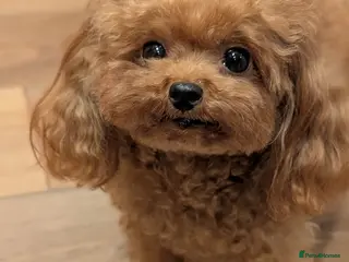 Toy Poodle dogs Sweet Asian teacup Poole looking for home - Advert 1