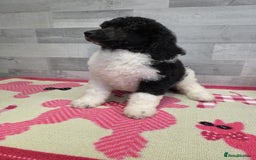 Standard Poodle dogs for sale: Stunning kc standard poodle puppies ready now - Image 7