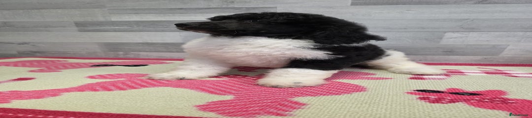 Standard Poodle Puppy 6