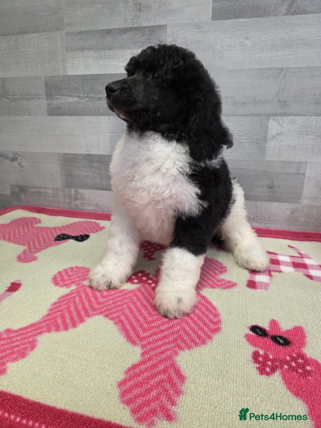 Standard Poodle dogs for sale: Stunning kc standard poodle puppies ready now - Image 7