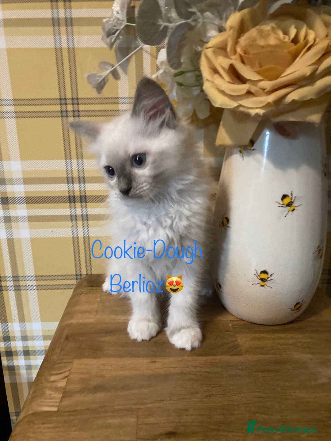 Ragdoll cats for sale: GCCF Registered Ragdolls  - Image 6
