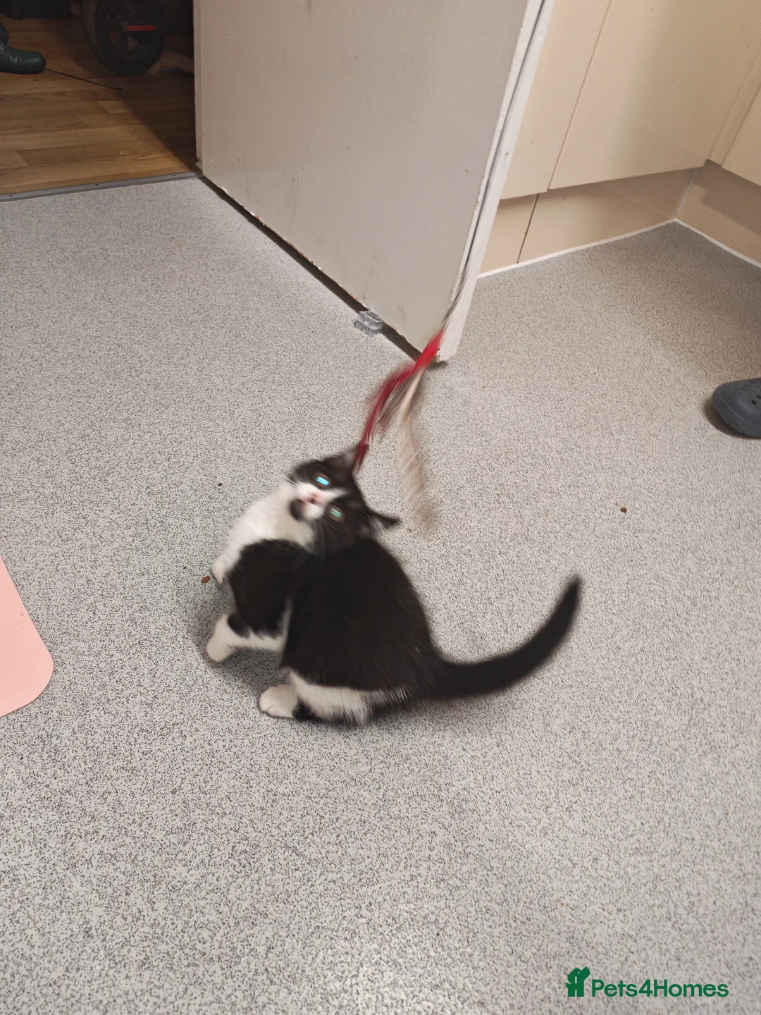 Mixed Breed cats for sale: Beautiful boy for sale  - Advert 3