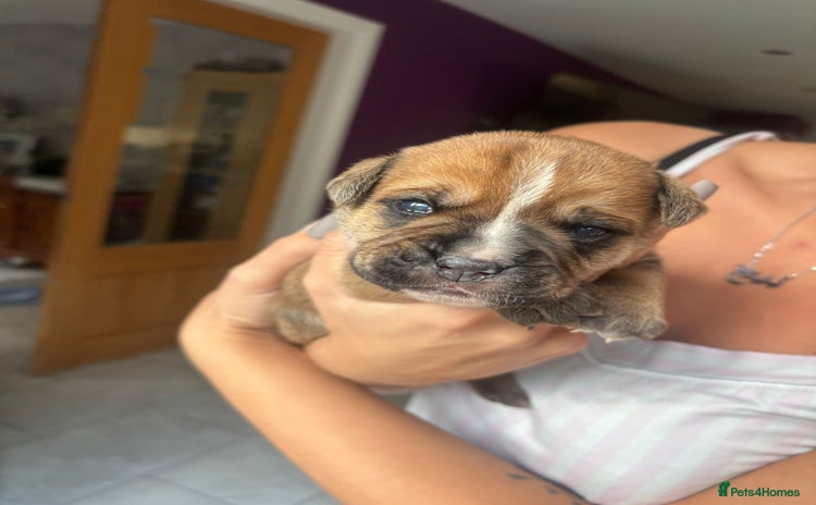 Mixed Breed dogs - Advert 4