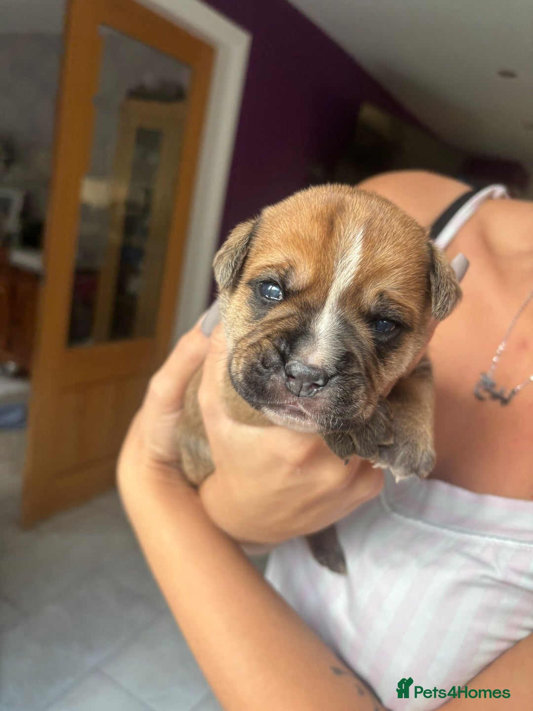 Mixed Breed dogs for sale: Baby bullmastiffs x - Advert 11