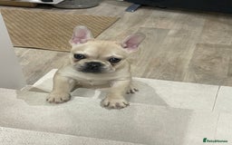 French Bulldog dogs for sale: 2 beautiful French bulldog puppies - Advert 15