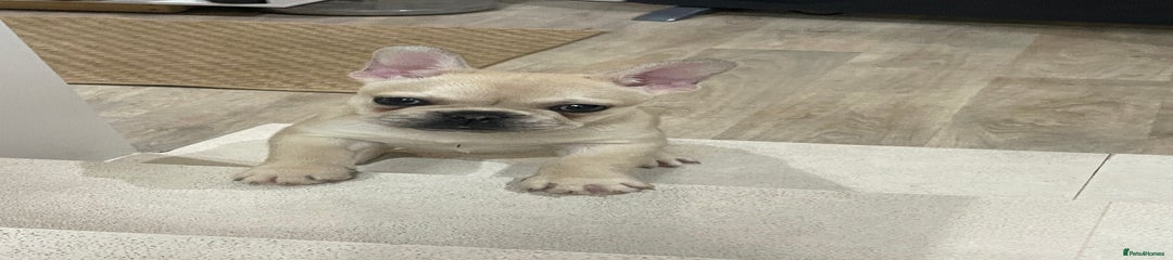 French Bulldog Puppy 1