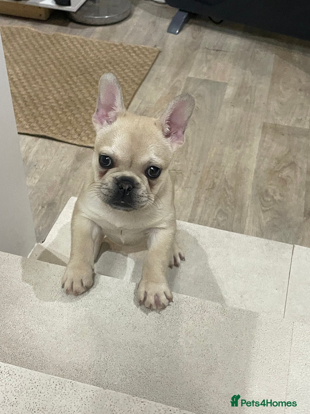 French Bulldog dogs for sale: 2 beautiful French bulldog puppies - Advert 15