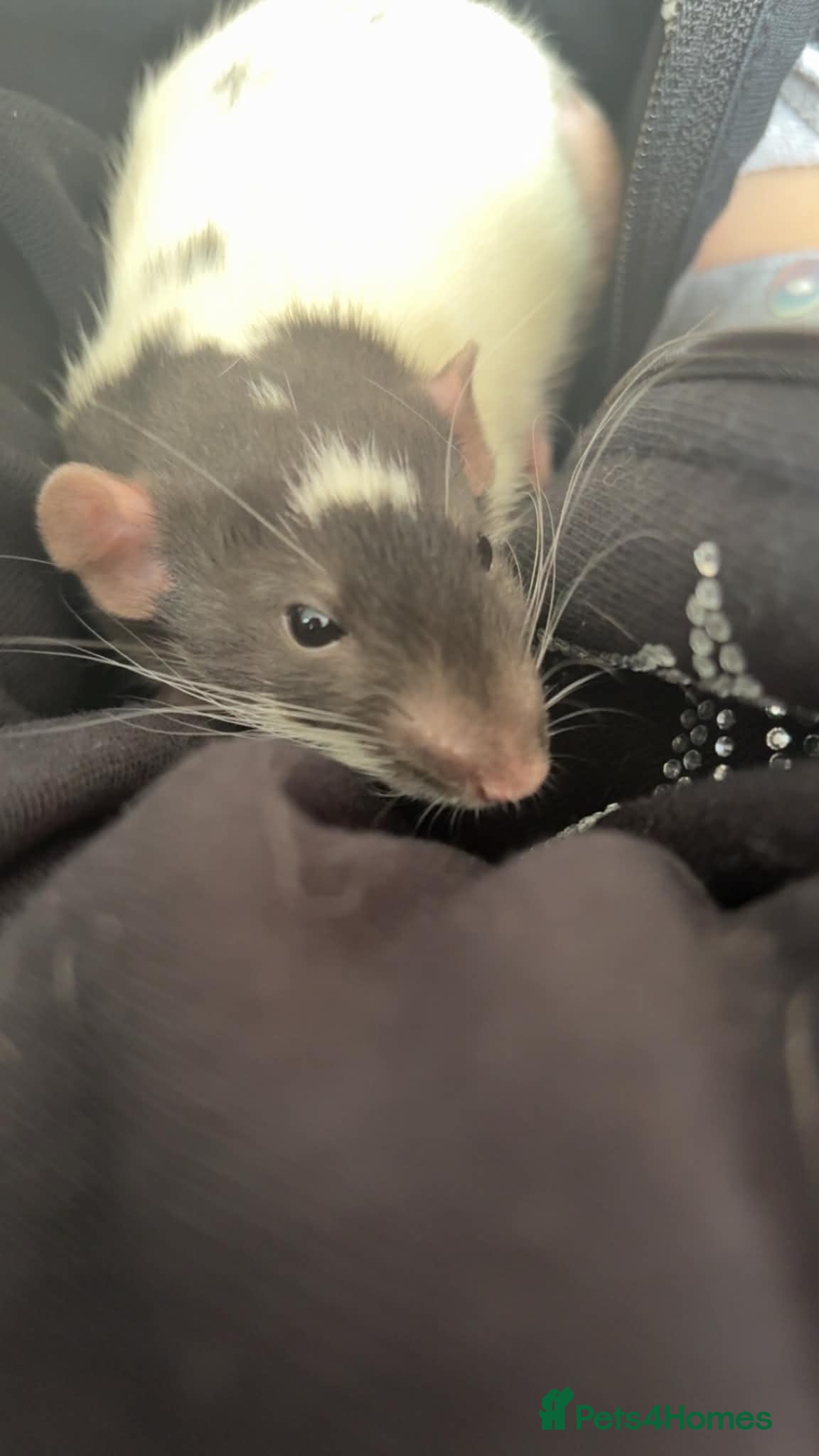 Rat rodents Two male rats with full set up  - Advert 2