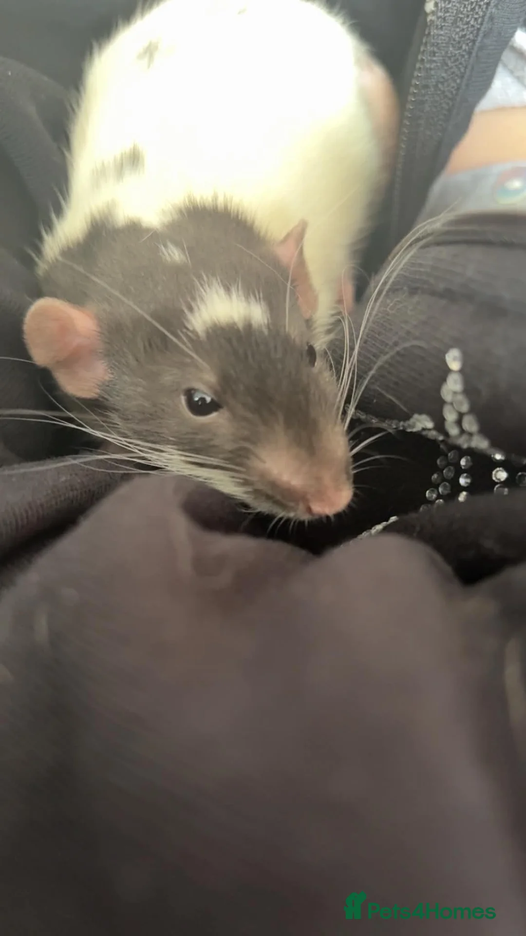 Rat rodents for sale: Two male rats with full set up  in Colchester - Advert 1