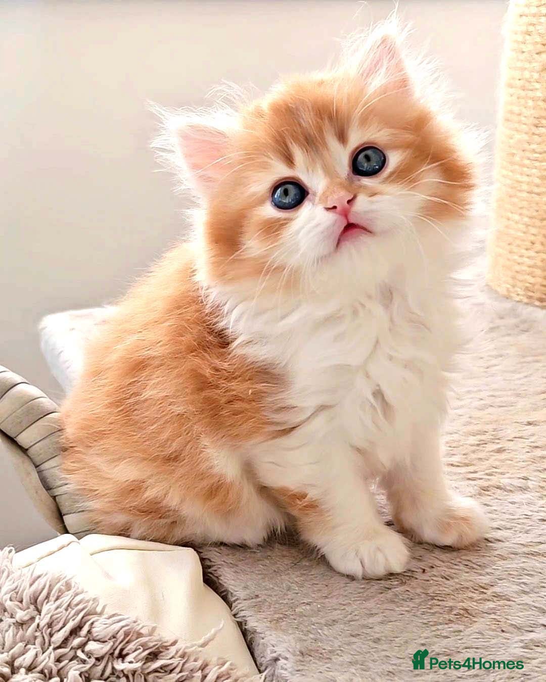 British Shorthair cats for sale: Lovely BSH/BLH Kittens Ready For New Home - Advert 32