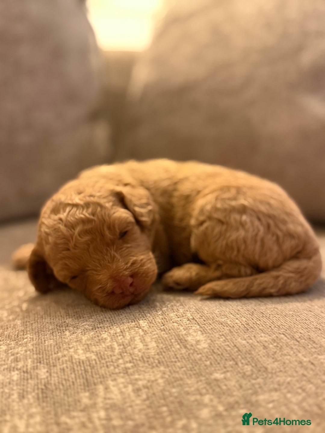 Cavapoo dogs for sale: Adorable Cavapoo Puppies – Ready for Loving Homes - Image 13