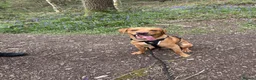 Labrador Retriever dogs for sale: 2.5 year old fox red lab.  in Leicester - Advert 10