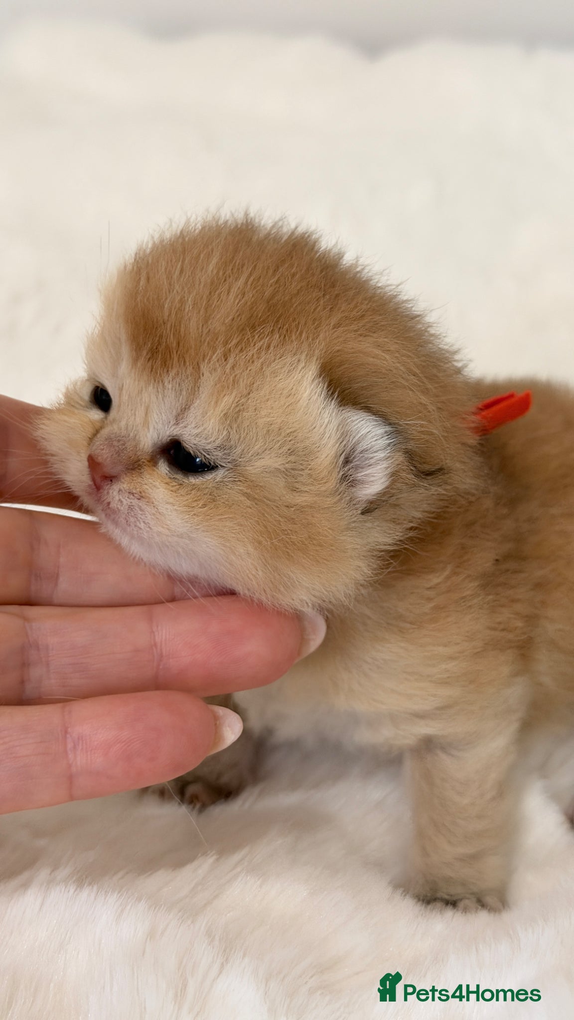 British Shorthair cats Exc Quality Golden kittens from Champion lines 🏆 - Advert 2