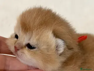 British Shorthair cats Exc Quality Golden kittens from Champion lines 🏆 - Advert 9