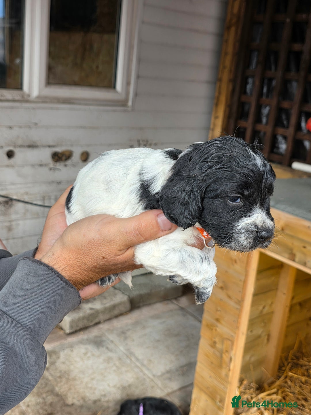 Cocker Spaniel dogs for sale: Cocker Spaniel Puppies - Image 7
