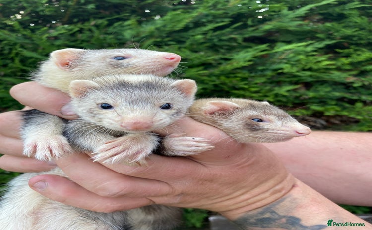 Ferret rodents - Advert 3
