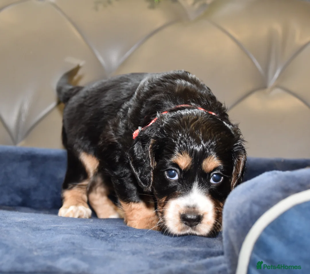 Cocker Spaniel dogs for sale: Kc Reg  Cocker Spaniel Puppies Health Tested - Advert 10