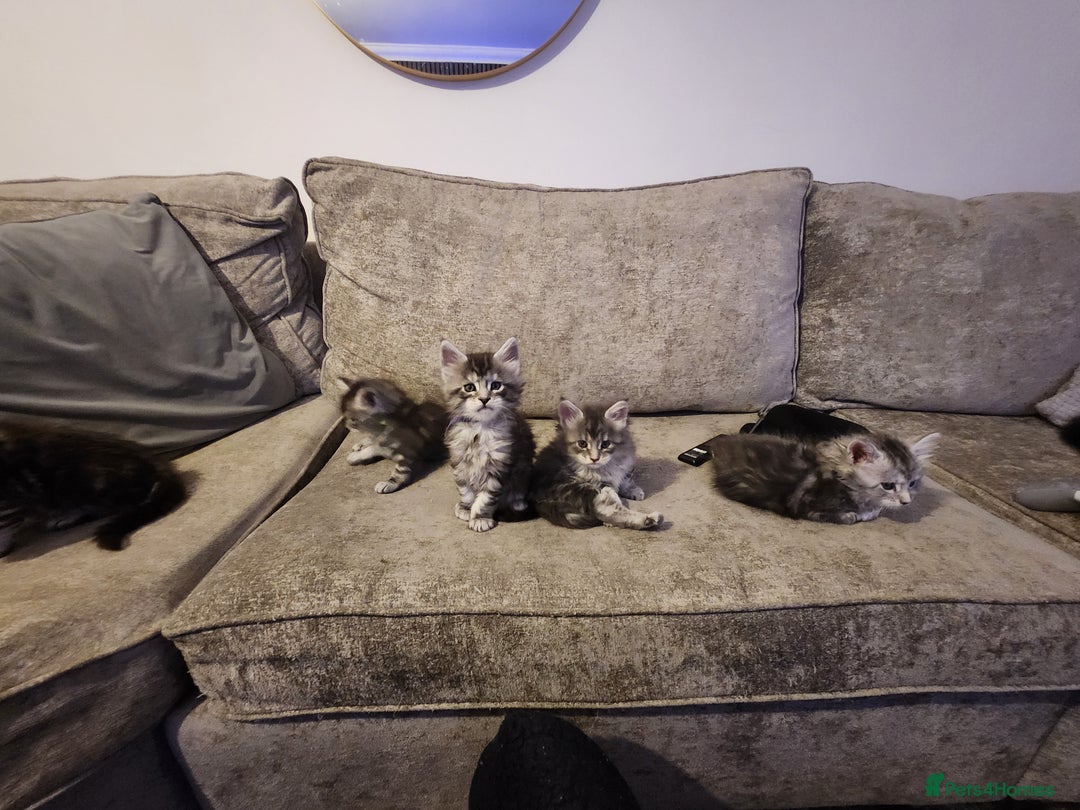 Maine Coon cats for sale: Maine coon kittens ready on 22/12/25 - Advert 10