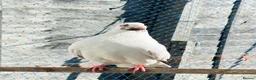 Mixed Breed birds for sale: Quality Pigeons for Sale 🕊️ - Advert 13
