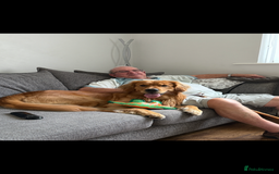 Golden Retriever dogs for stud: HANDSOME 2 YEAR OLD RED STUD - GOLDEN RETRIEVER  - Image 10