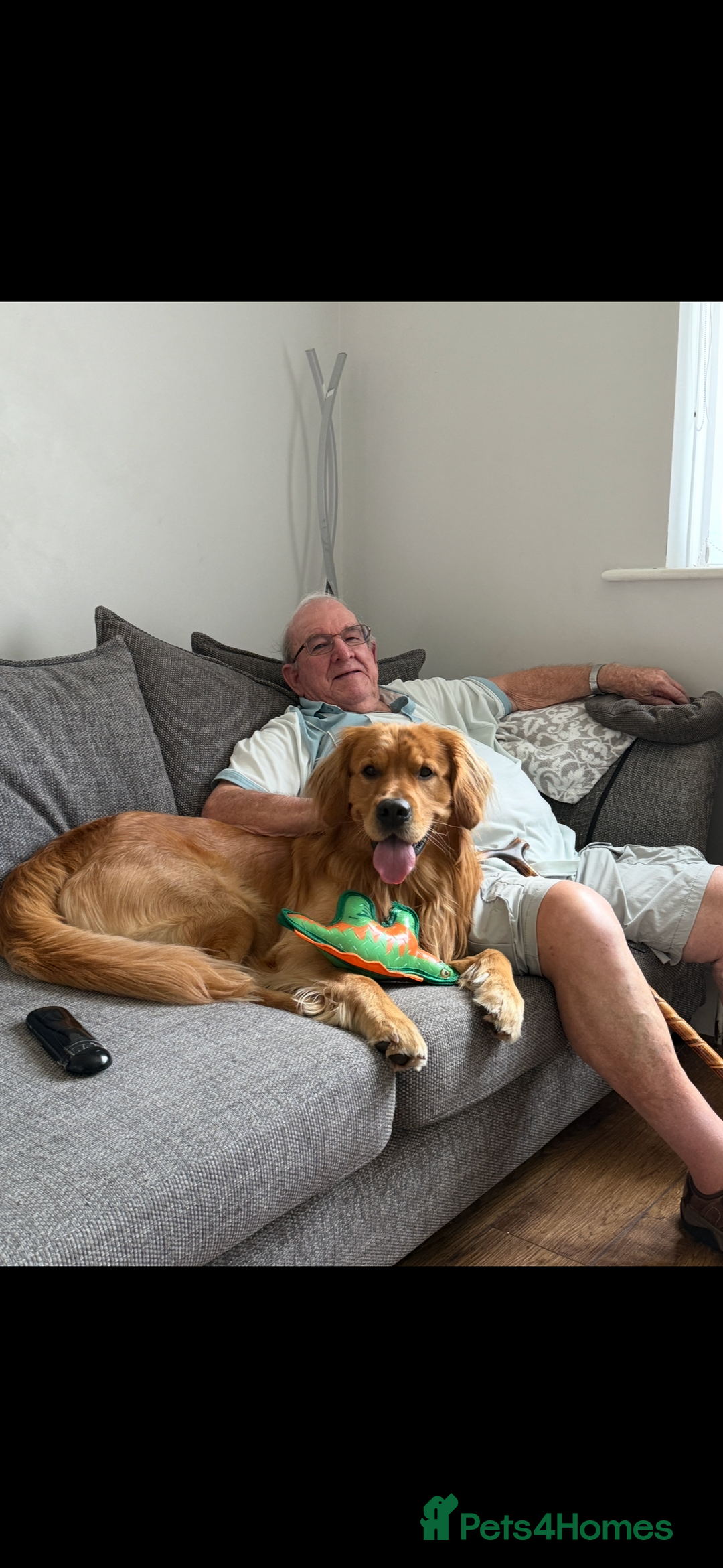 Golden Retriever dogs for stud: HANDSOME 2 YEAR OLD RED STUD - GOLDEN RETRIEVER  - Image 10