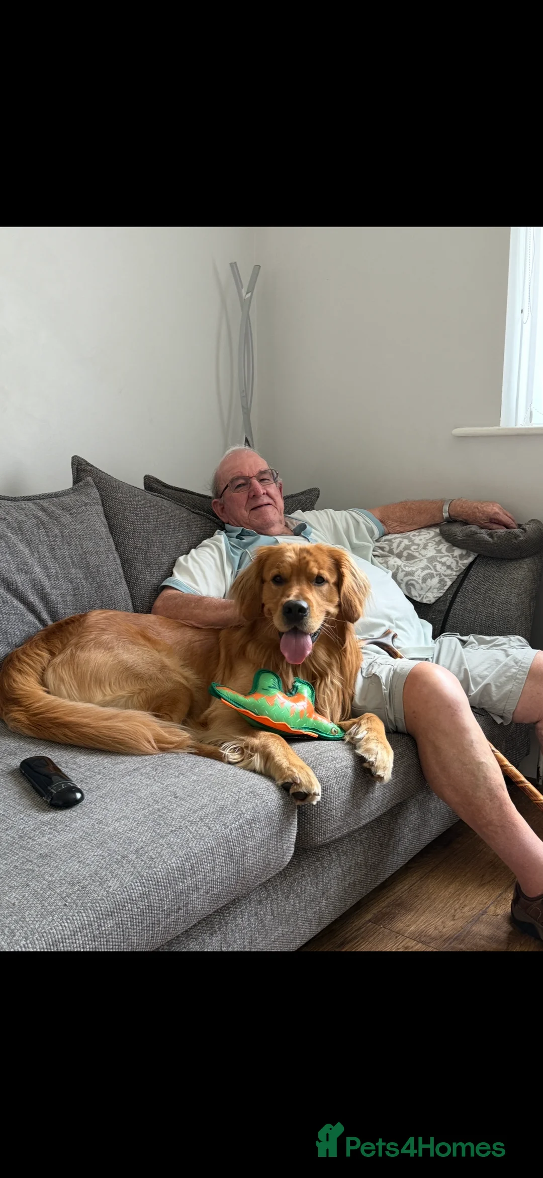 Golden Retriever dogs for stud: HANDSOME 3 YEAR OLD RED STUD - GOLDEN RETRIEVER  - Advert 17