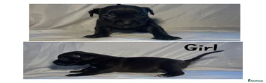 Mixed Breed 2