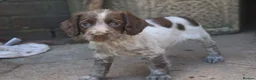 Cocker Spaniel dogs for sale: Working cockers  - Advert 5