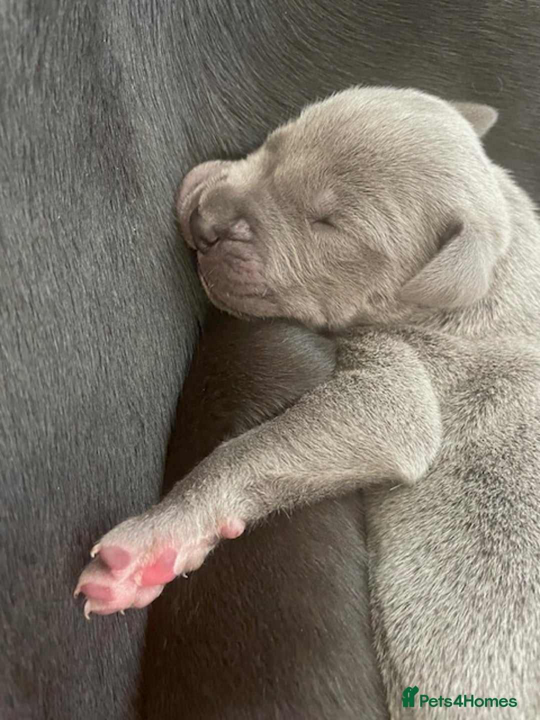 Great Dane dogs for sale: KC registered Great Danes  blues & black - Image 11